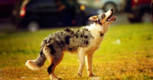 Friendly Australian Shepherd dog sitting on a wooden porch, looking attentively at the camera with its signature blue merle coat and bright blue eyes.