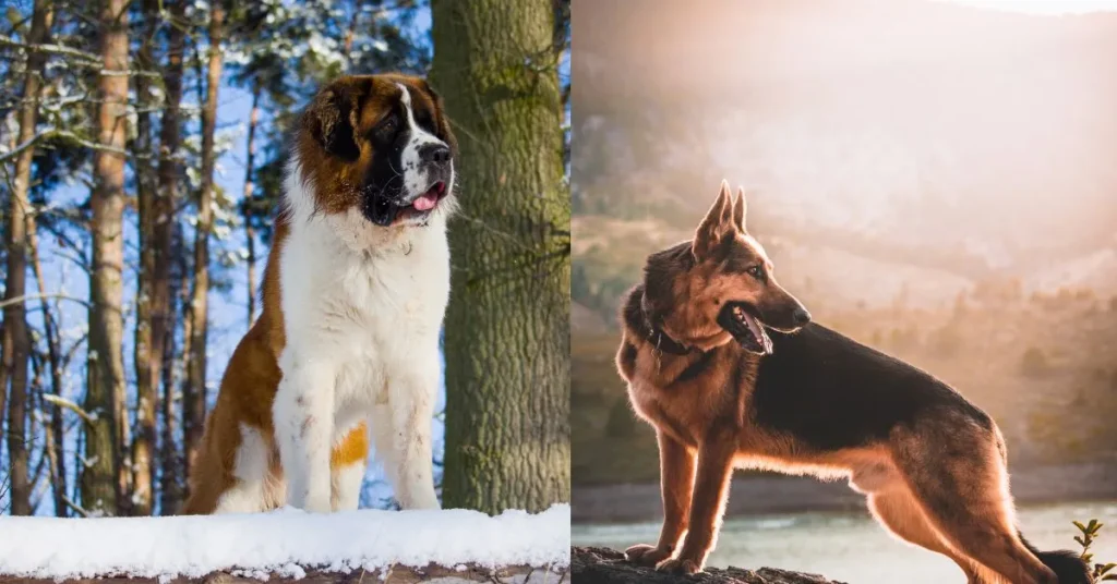 Australian Shepherd and German Shepherd standing side by side, showcasing their distinct coat patterns, alert expressions, and strong, athletic builds, representing both breeds' intelligence and energy.