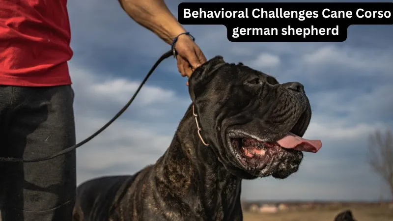 Exploration of behavioral challenges faced by Cane Corso and German Shepherd mixes, including issues like aggression, separation anxiety, and training needs.