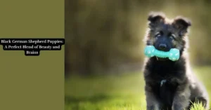 Adorable black German Shepherd puppy with a shiny coat and alert ears, showcasing a blend of intelligence and elegance.