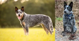 Blue Heeler and German Shepherd mix: a loyal, high-energy hybrid with a blend of Blue Heeler's coat and German Shepherd's build, perfect for active families and work.