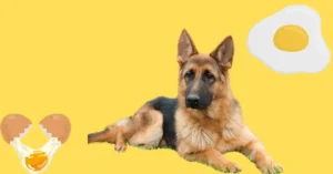 Can German Shepherds Really Eat Eggs? Your Complete Guide