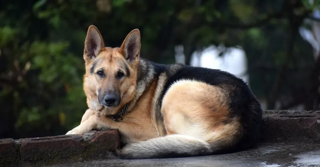 German Shepherd with a strong, muscular build, standing alert with pointed ears, intelligent eyes, and a sleek coat, highlighting its loyal and protective nature.