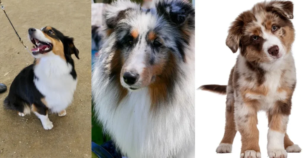 German-Australian Shepherd mix puppies playing together, showcasing their unique features, such as a blend of coat colors and patterns, while being cared for by a reputable breeder in a warm, welcoming environment.