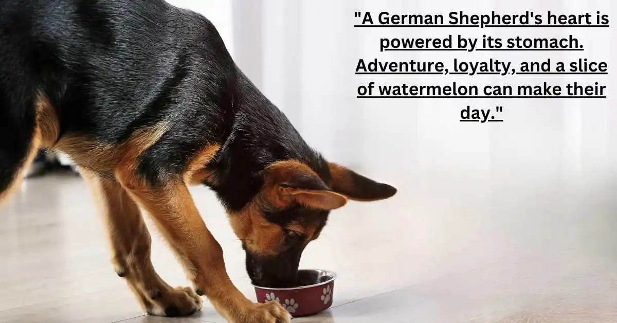 Solving the Mystery of German Shepherds Eating Poop