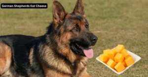 Can German Shepherds enjoy cheese? Discover if cheese is safe for your German Shepherd, including benefits, risks, and how much is okay to share.