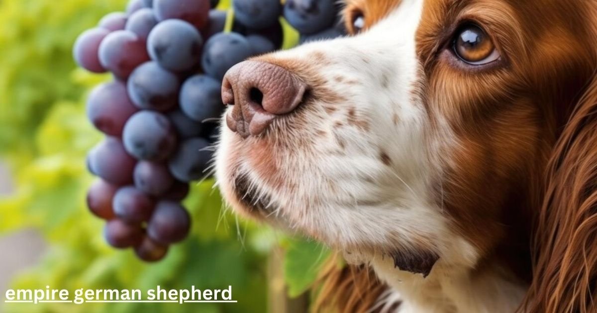Can German shepherds eat grapes?
