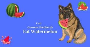 German Shepherds eating watermelon, a refreshing and hydrating treat packed with vitamins and water, perfect for keeping them cool and healthy.