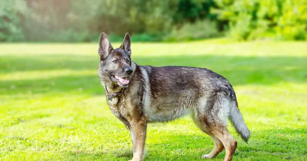 Caring for Your Pregnant German Shepherd: A Complete Guide
