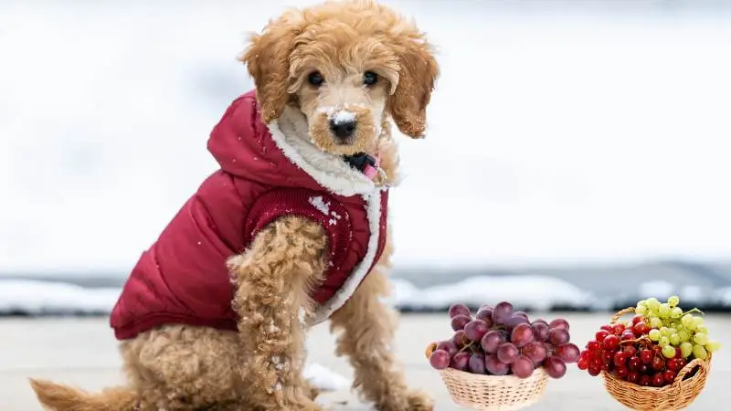 Can German Shepherds Eat Grapes but Not Raisins? A Guide to Understanding Toxic Foods for Dogs.