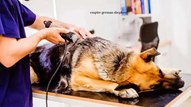 Preparing a German Shepherd for Surgery: Essential Tips and Care Guidelines.