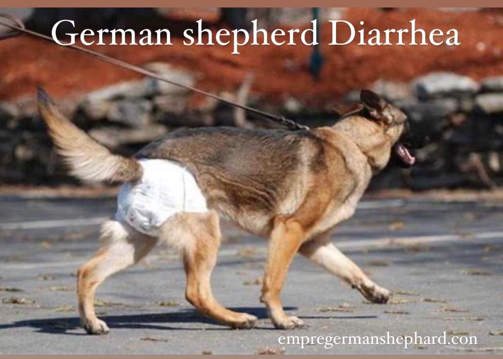 20 Best Dog Foods for German Shepherds with Diarrhea: Your Ultimate Guide