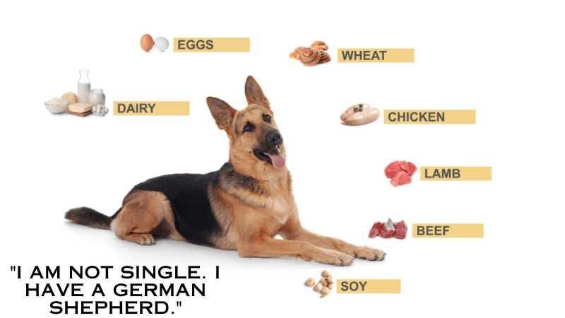 German Shepherd Personality Traits