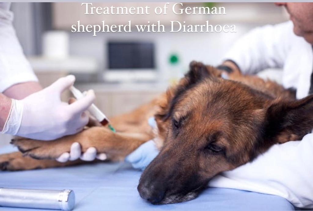 When To Consult Your Vet for german shepherds treatment