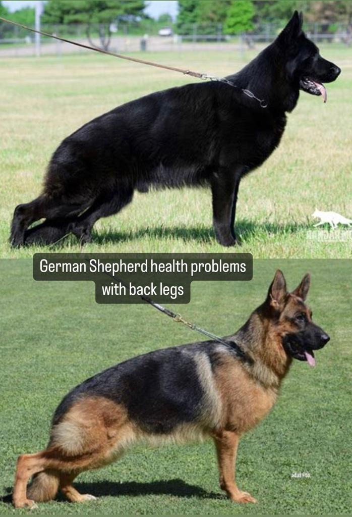 German Shepherd health problems with back legs
