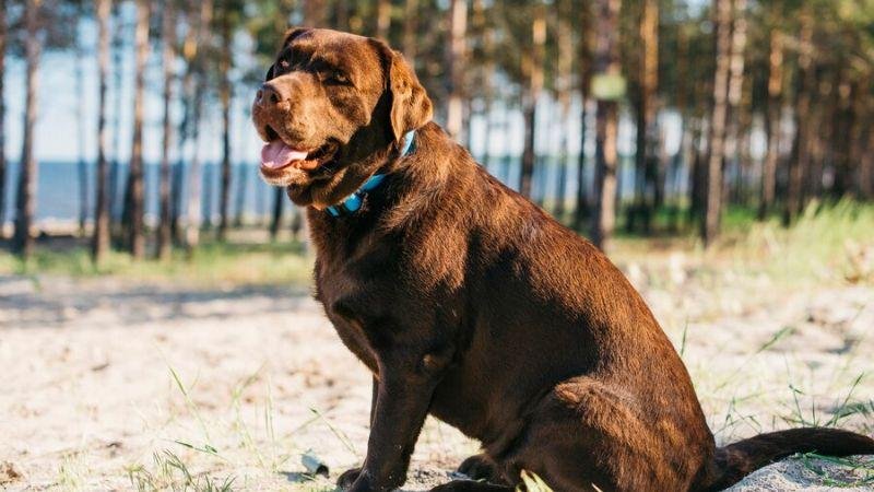 Physical Appearance Cane Corso and German Shepherd Mix (German Corso)