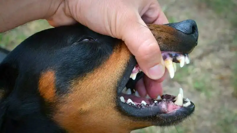 How to train a German Shepherd puppy not to bite