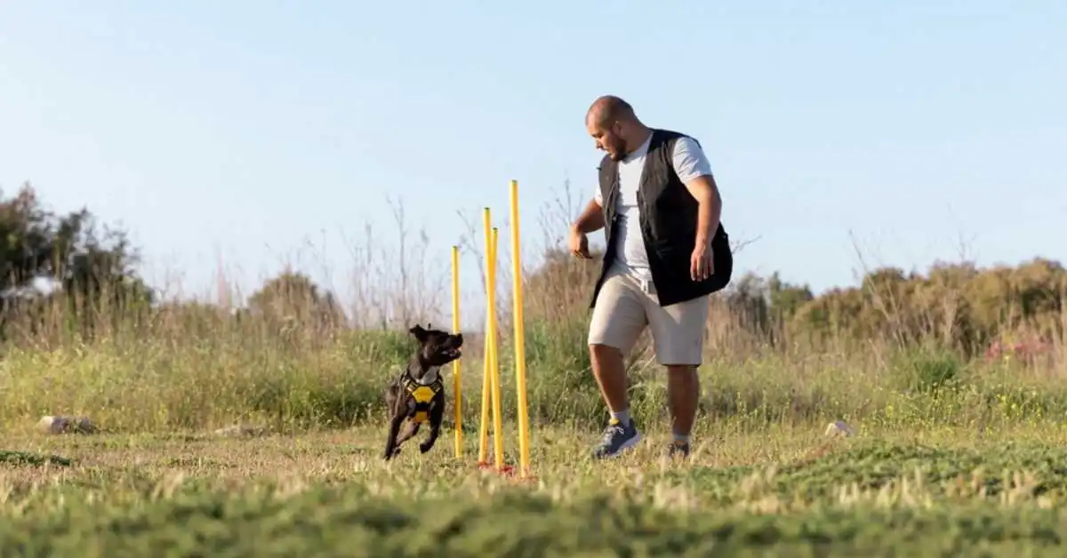 Insights into German Shepherd Playfulness: Behavior & Tips