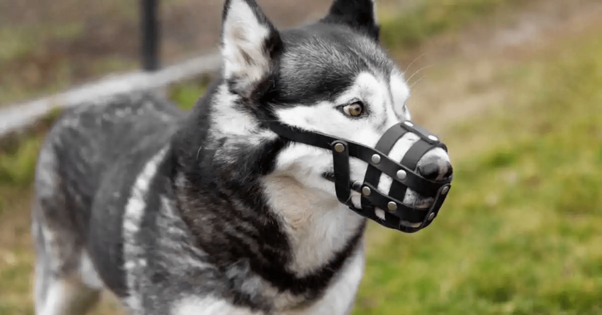 German Shepherd’s Protective Instinct: A Guard Dog Guide