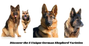 unique German Shepherd varieties! These intelligent, loyal dogs come in five excellent types, each with unique traits.
