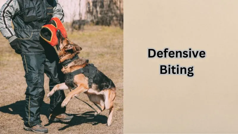 A dog showing signs of defensive biting, reacting out of fear or stress, highlighting the importance of understanding body language and providing proper training to address the behavior.