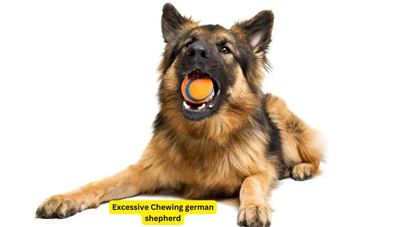 German Shepherd dog excessively chewing on an object, showing signs of anxiety or boredom. The dog's ears are alert, with its teeth gripping a toy or household item, as it repeatedly gnaws. The background depicts a typical home setting, indicating this could be a behavioral issue stemming from lack of stimulation