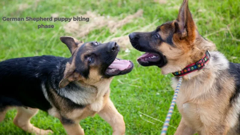 A German Shepherd puppy in the biting phase, a normal part of development that can be managed with patience, training, and providing suitable chew toys.