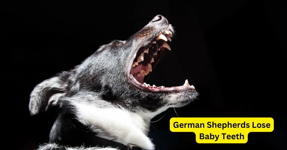 Close-up of a young German Shepherd puppy chewing on a toy, showcasing its small baby teeth. The image highlights the natural teething process as the puppy prepares to lose its baby teeth, which will eventually be replaced by adult teeth.