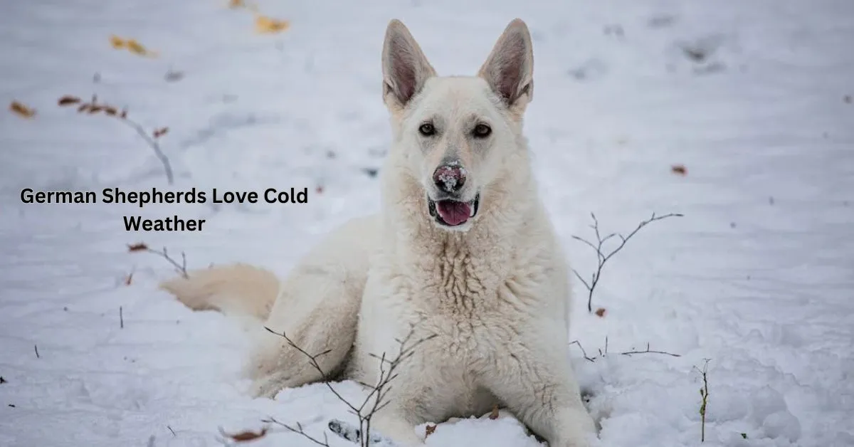 German Shepherds thrive in cold weather, showcasing their thick double coats that insulate them against low temperatures. These energetic dogs enjoy outdoor activities in the snow, from playful romps to focused training sessions. Their strong, sturdy build allows them to navigate icy conditions with ease, making winter a favorite season for many German Shepherds. Plus, the cool air helps keep them invigorated and ready for action!