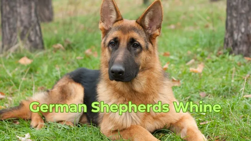 A German Shepherd dog whining while sitting with its ears slightly back and eyes looking upward, showing signs of seeking attention or feeling anxious. The background features a cozy indoor environment, hinting at the dog's attempt to communicate discomfort or a need for something.