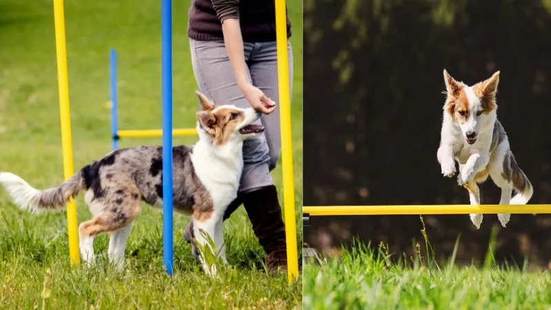 German Shepherd displaying behavioral issues due to lack of proper training.