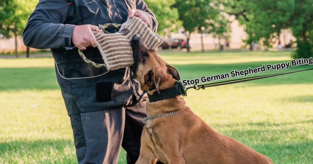 Close-up of a playful German Shepherd puppy gently biting a hand during training, showing a common behavior in young dogs that can be corrected with proper guidance.