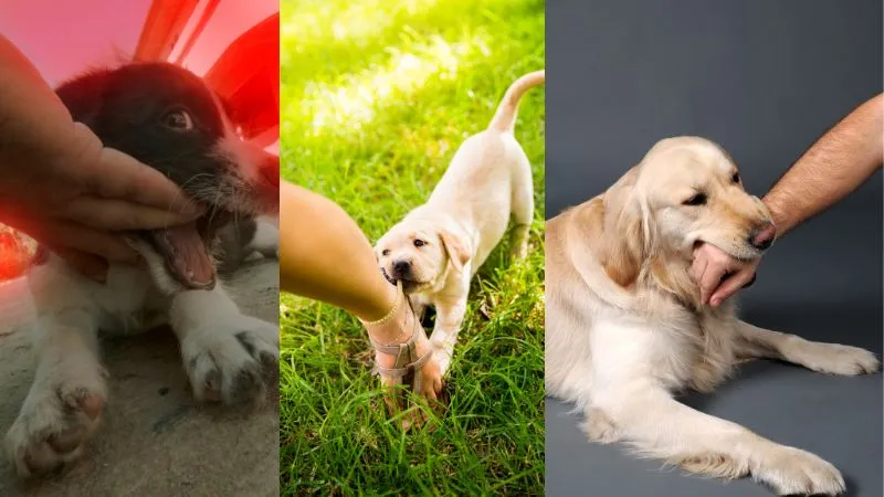 A young puppy learning that hands are not for biting, through consistent training and gentle redirection to appropriate chew toys.