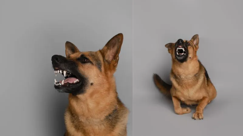 A German Shepherd puppy going through teething, which can cause discomfort and lead to biting behavior; consistent training and appropriate chew toys can help stop German Shepherd puppy biting.