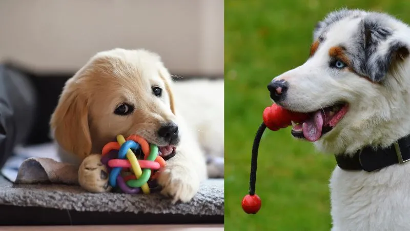 German Shepherd playing with a durable chew toy, gripping it firmly in its mouth. The toy is designed to withstand strong chewing, ideal for large, active breeds. The dog looks focused and engaged, with a playful posture in a home or outdoor setting.