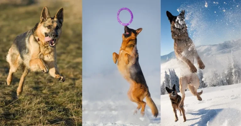 German Shepherd performing a high jump, demonstrating its powerful agility, strength, and athleticism, a natural trait of the breed known for their remarkable physical abilities.