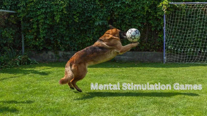 A German Shepherd engaged in mental stimulation games, solving puzzles and using its keen intelligence to find hidden treats.