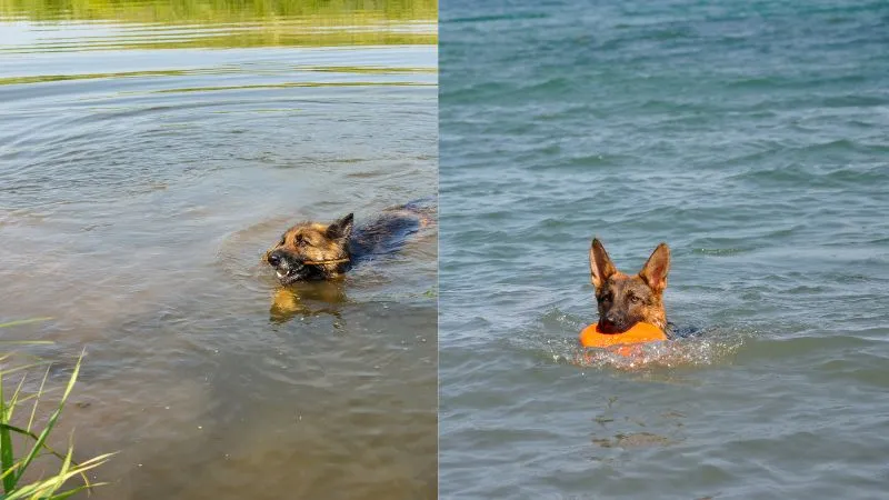 A German Shepherd joyfully swimming in clear blue water, demonstrating its love for the outdoors and physical activity.