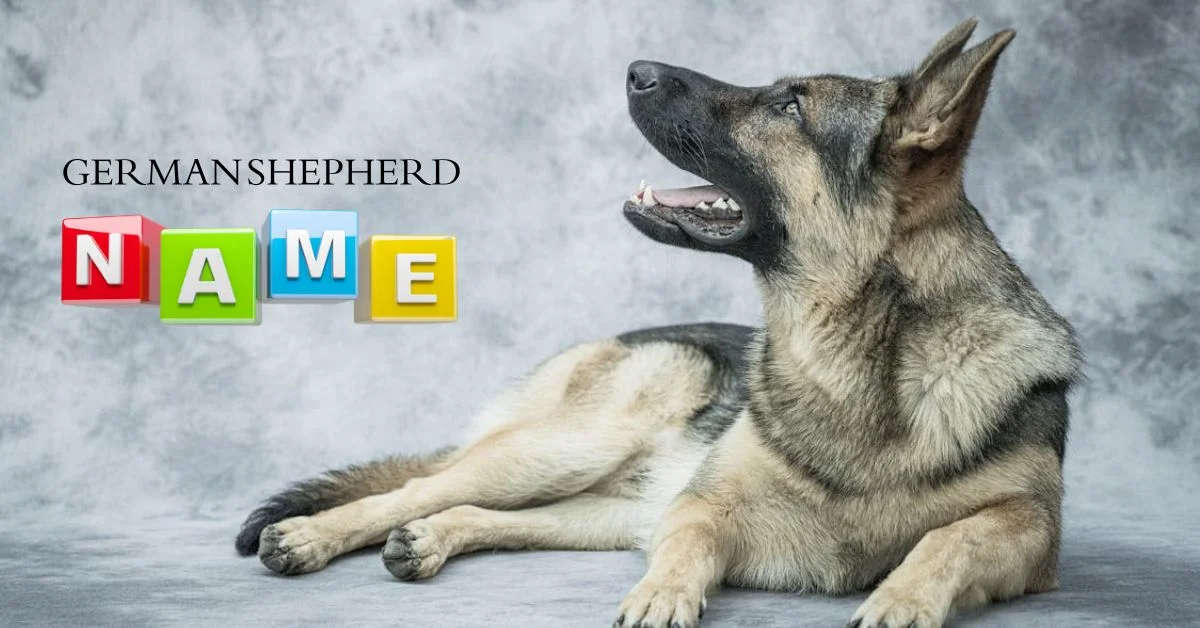 List of unique German Shepherd names showcasing strength and loyalty for your furry friend.