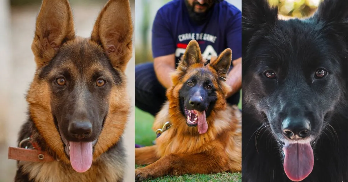 Close-up of German Shepherd Moles on a dog’s face, showing their unique placement and purpose.