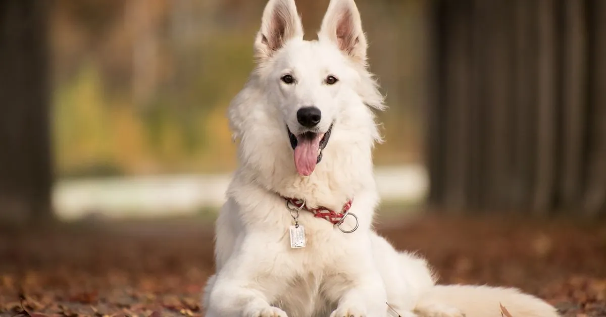 German Shepherd follow its owner, showcasing loyalty and close companionship, a common behavior rooted in the breed's instincts and bond with humans.