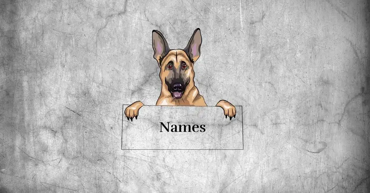 Friendly German Shepherd with a shiny coat, a perfect inspiration for finding the best names for German Shepherds.