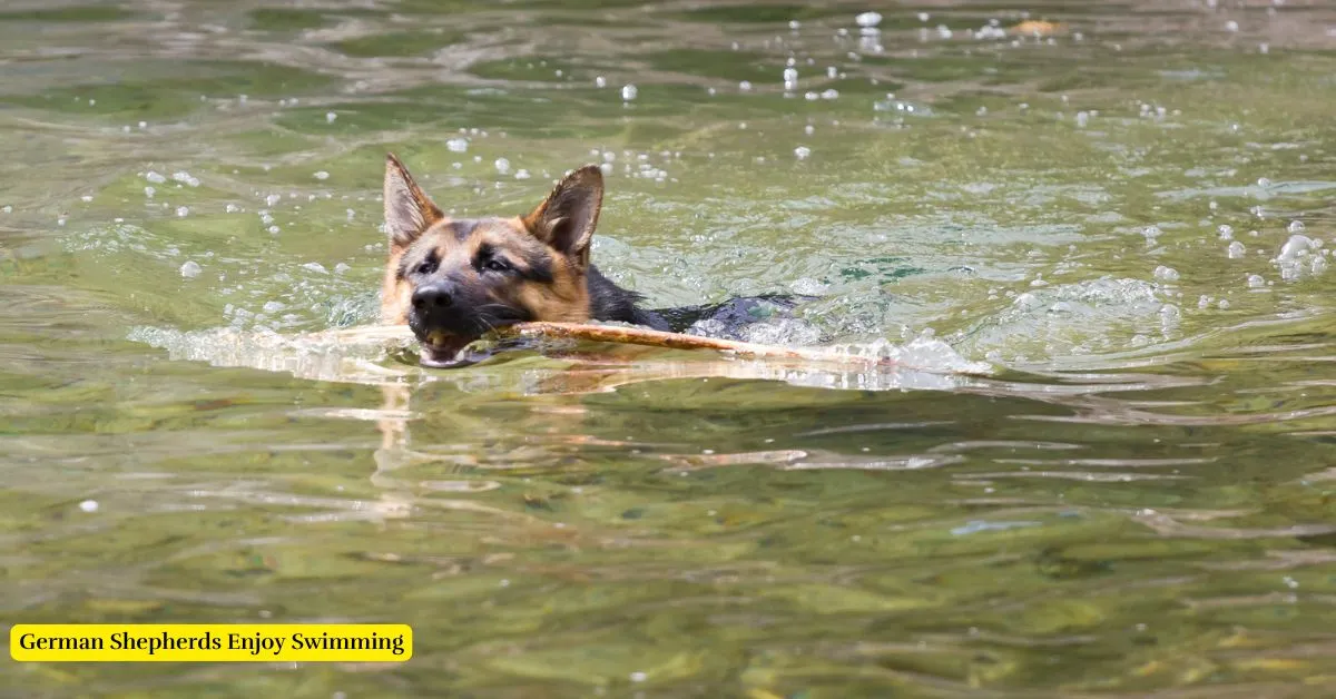 Discover if German Shepherds enjoy swimming, how to introduce them to water, and the benefits of swimming for this breed.