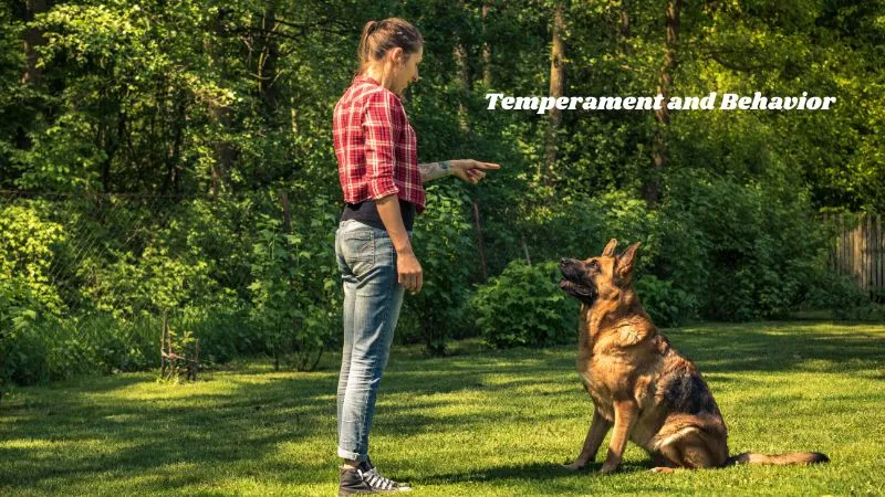 Temperament and behavior – Illustration showing the personality traits, emotional responses, and social behaviors of different dog breeds in various environments.